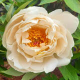 Paeonia Intersec. 'Love Affair' - Pfingstrose Intersectional-Hybride