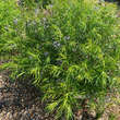 Amsonia hubrichtii: Bild 1/1