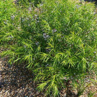 Amsonia hubrichtii