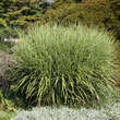 Miscanthus sinensis 'Strictus': Bild 5/7