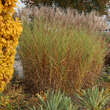 Miscanthus sinensis 'Strictus': Bild 6/7