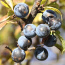 Prunus spinosa - Schlehdorn