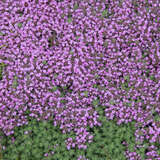 Thymus praecox 'Pseudolanuginosus' - Thymian