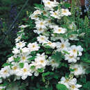 Clematis 'Madame Le Coultre' - Waldrebe
