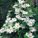 Clematis 'Madame Le Coultre' - Waldrebe, Großblumige Garten-Clematis