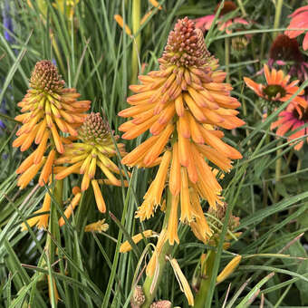 Kniphophia uvaria 'Poco Orange'