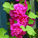 Alcea rosea 'Pleniflora violett' - Malve, Stockrose