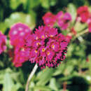 Primula denticulata 'Rubin' - Kugelprimel