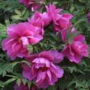 Paeonia suffruticosa rosa - Strauch-Pfingstrose