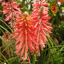 Kniphophia uvaria 'Poco Red' - Raketenblume, Tritome