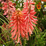 Kniphophia uvaria 'Poco Red' - Raketenblume, Tritome