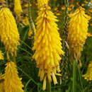 Kniphophia uvaria 'Poco Yellow' - Raketenblume, Tritome