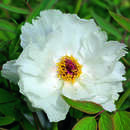 Paeonia suffruticosa weiß - Strauch-Pfingstrose