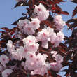 Prunus serrulata 'Royal Burgundy': Bild 1/5