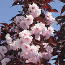 Prunus serrulata 'Royal Burgundy' - Rotblättrige Zierkirsche 