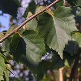 Tilia mongolica - Mongolische Linde