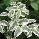 Cornus kousa 'Akatsuki' - Japanischer Blumenhartriegel