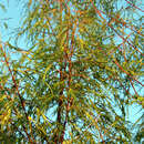 Geschlitzblättriger Silberahorn - Acer saccharinum 'Born's Gracious'