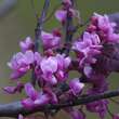 Cercis canadensis 'Forest Pansy': Bild 1/7