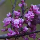 Cercis canadensis 'Forest Pansy' - Rotblättriger Judasbaum