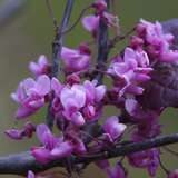 Cercis canadensis 'Forest Pansy' - Rotblättriger Judasbaum