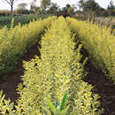 Ligustrum ovalifolium 'Aureum' - Goldband-Liguster