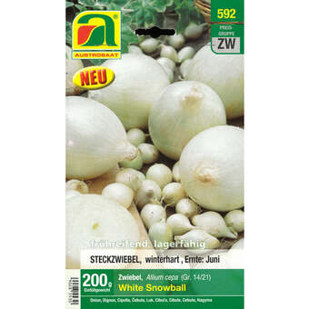 Allium cepa White Snowball
