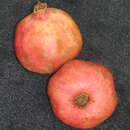 Punica granatum 'Frutto' Frucht - Granatapfel - Nicht winterhart