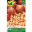 Allium cepa Senshyu Yellow: Bild 1/2
