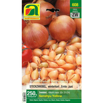Allium cepa Senshyu Yellow