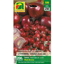 Allium cepa Red Arrow - Roter Steckzwiebel