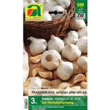 Allium sativum - Herbst-Pflanzknoblauch