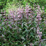 Penstemon digitalis ’Dark Towers' - Bartfaden