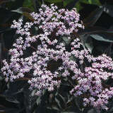 Sambucus nigra 'Black Beauty' - Rotblättriger Holunder