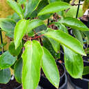 Actinidia arguta 'Prince Jumbo' (M) - Japanische Honigbeere, Kokuwa (männlich)