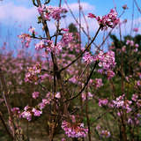 Viburnum bodnantense - Winter-Duftschneeball