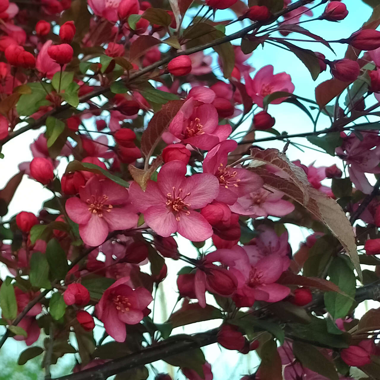 Zierapfel Royal Raindrops