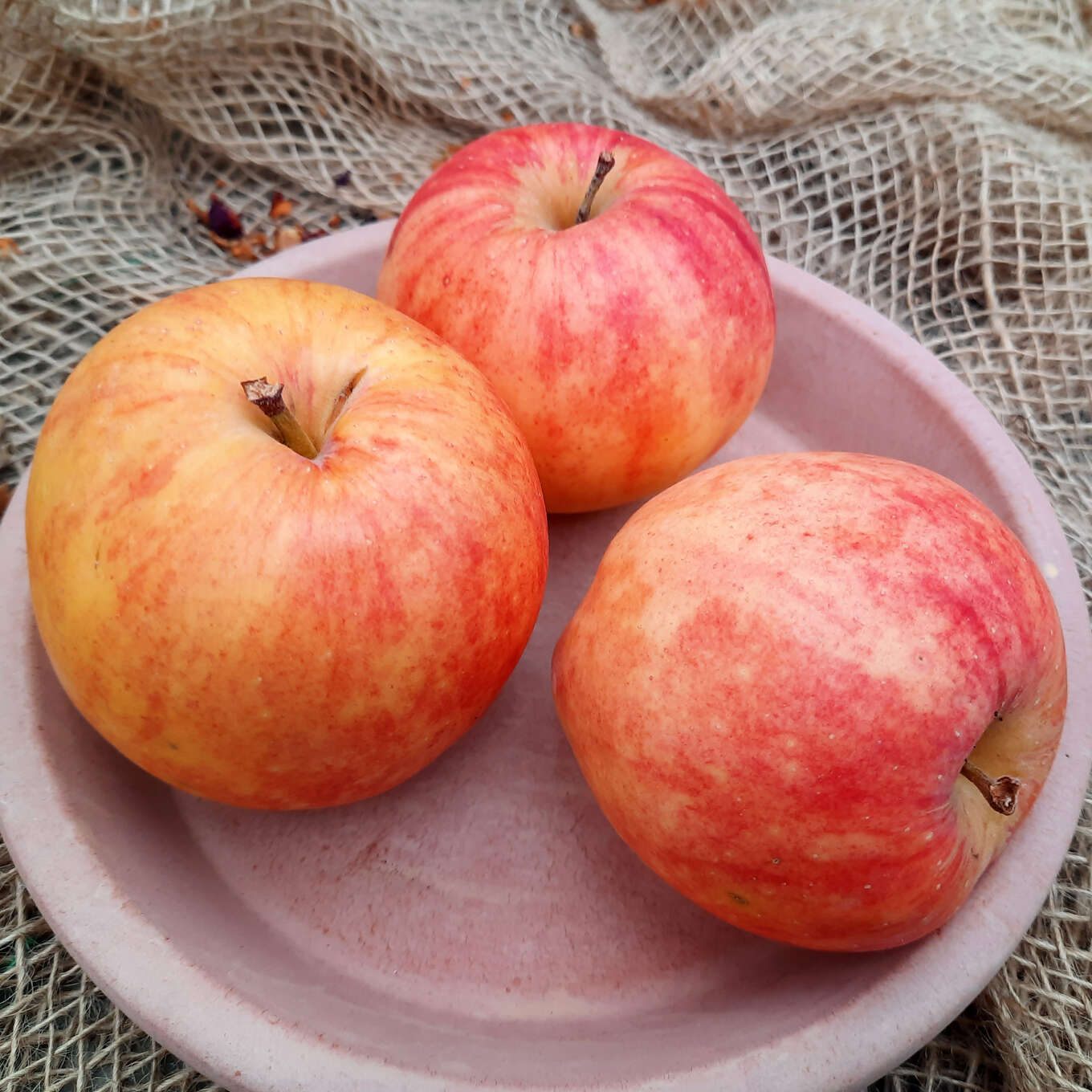 Herbstapfal - Malus domestica 'Rebella' - weiß