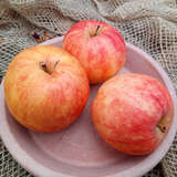 Malus domestica 'Rebella' - Herbstapfal