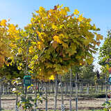 Liriodendron tulipifera 'Edward Gursztyn' - Kugel-Tulpenbaum