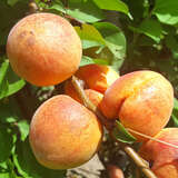 Prunus armeniaca 'Frühe Rosenmarille' - Marille