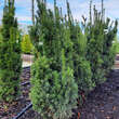 Taxus media 'Hillii': Bild 1/2