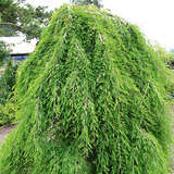 Taxodium distichum 'Cascade Falls' - Hänge-Sumpfzypresse