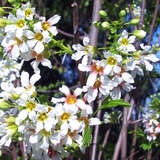 Xanthoceras sorbifolium - Gelbhornstrauch
