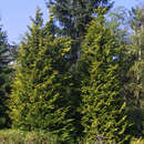 Chamaecyparis lawsoniana 'Stewartii' - Goldzypresse