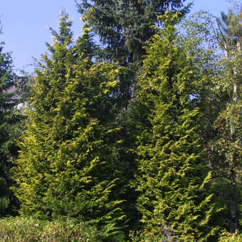 Chamaecyparis laws. 'Stewartii'