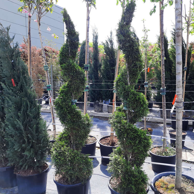 thuja occidentalis c30 Thuja occidentalis Sting&trade; Arborvitae – Wayside Gardens main image 0