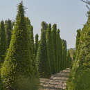 Taxus baccata - Heimische Eibe