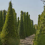Taxus baccata - Heimische Eibe