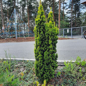 thuja smaragd 180 200 Thuja Smaragd Plantering - Häck Växter main image 0